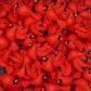 3D Cardinal bird